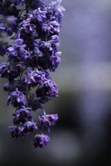 八重の藤