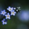 キュウリグサ