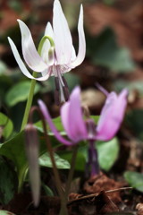 かたくり（白花）