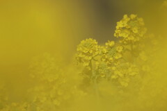 早春の黄色