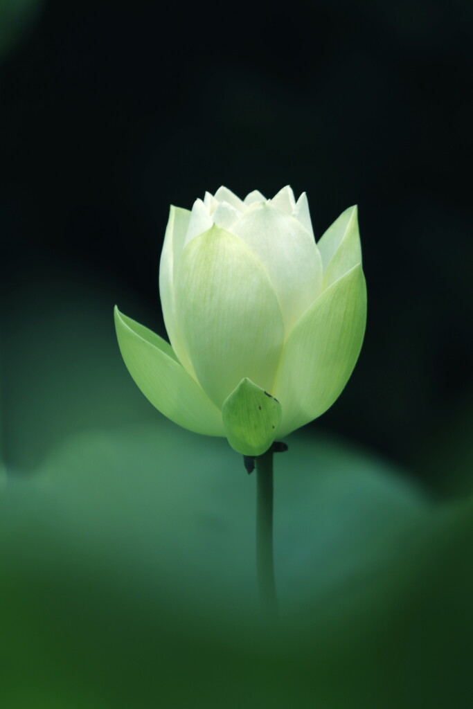 白蓮