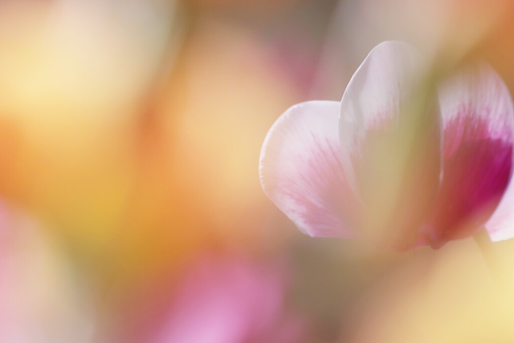 cyclamen