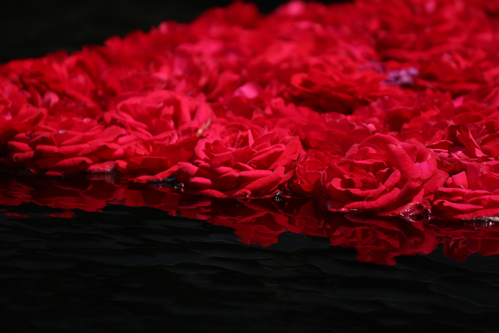薔薇