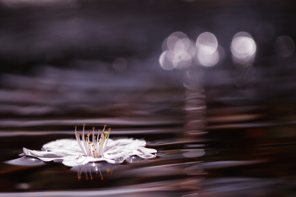 散り桜