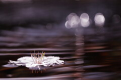 散り桜