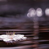 散り桜