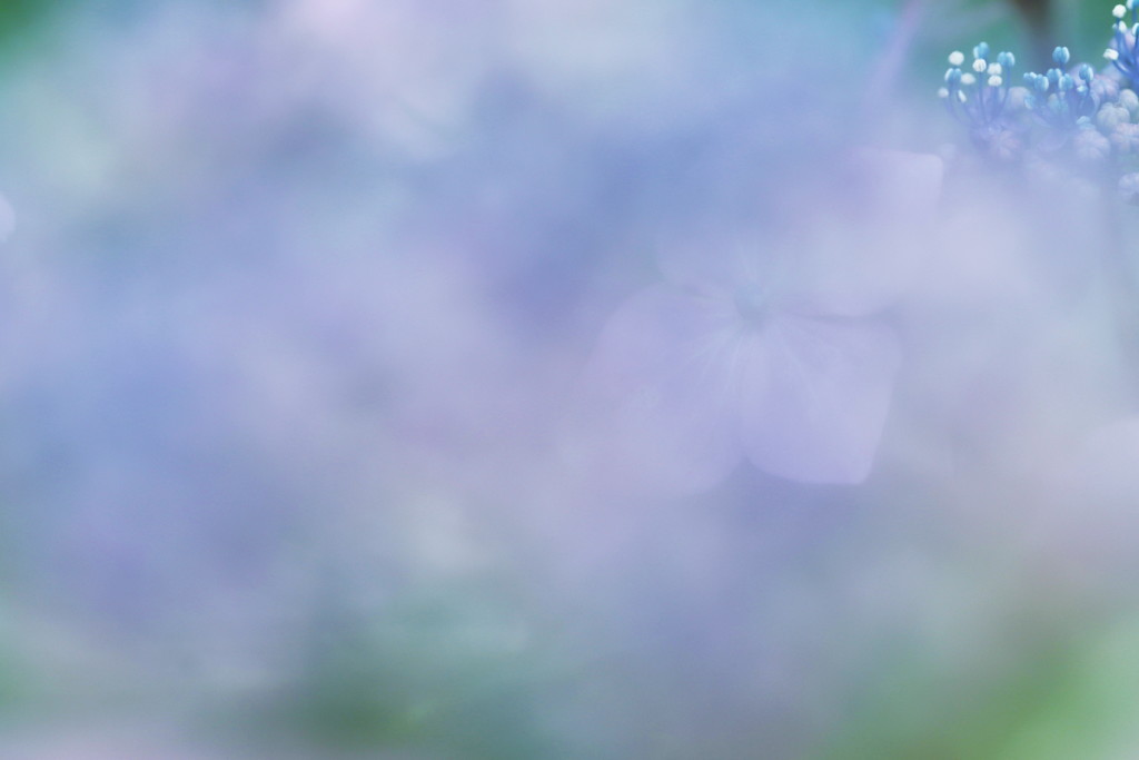 紫陽花