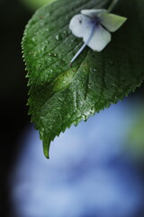 雨あがり