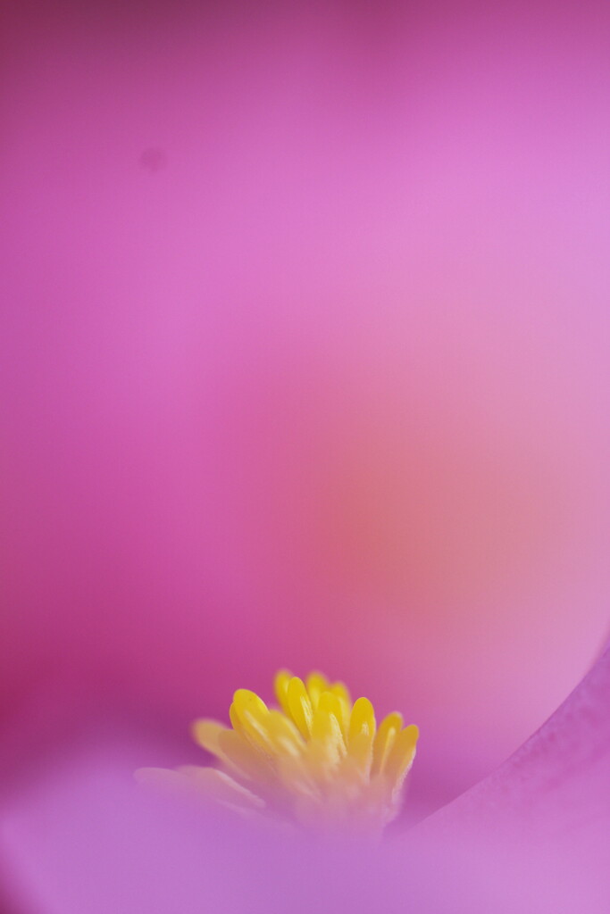 begonia