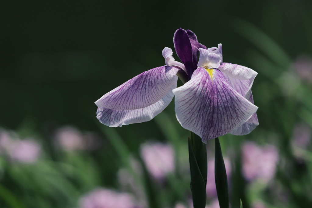 花菖蒲