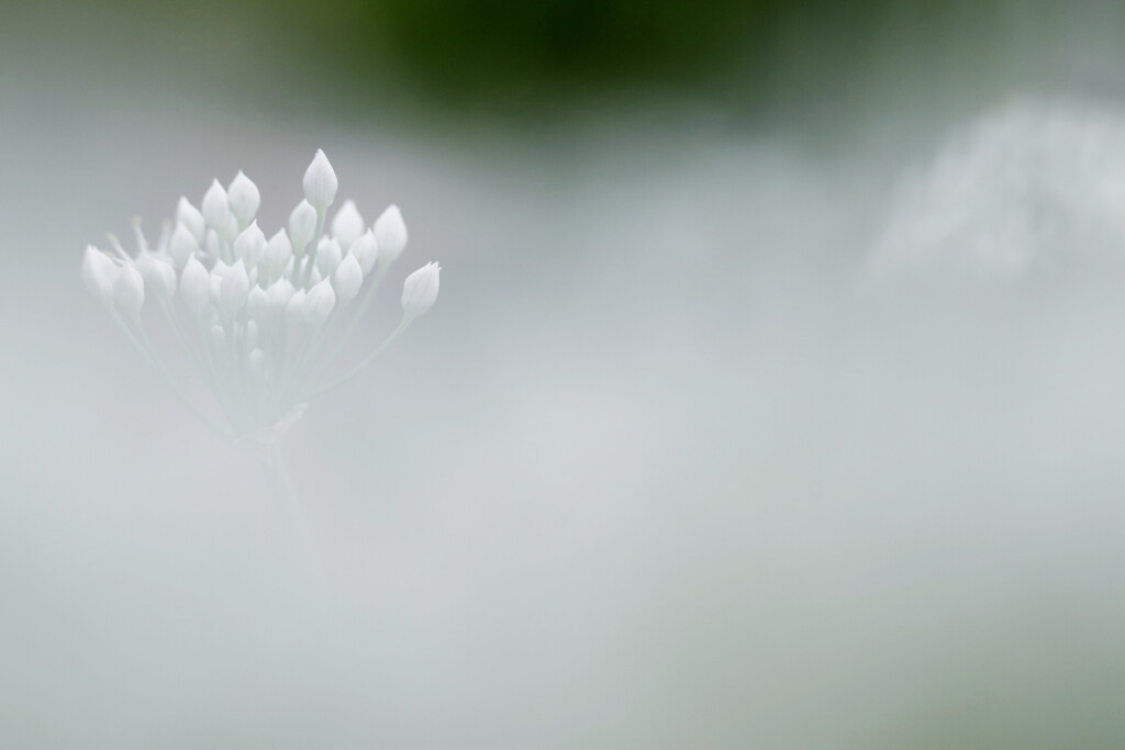 ニラの花が盛りです