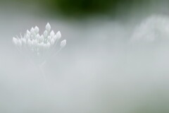 ニラの花が盛りです