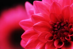 dahlia