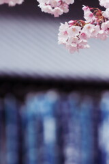 古寺の早咲き桜