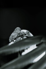 condor