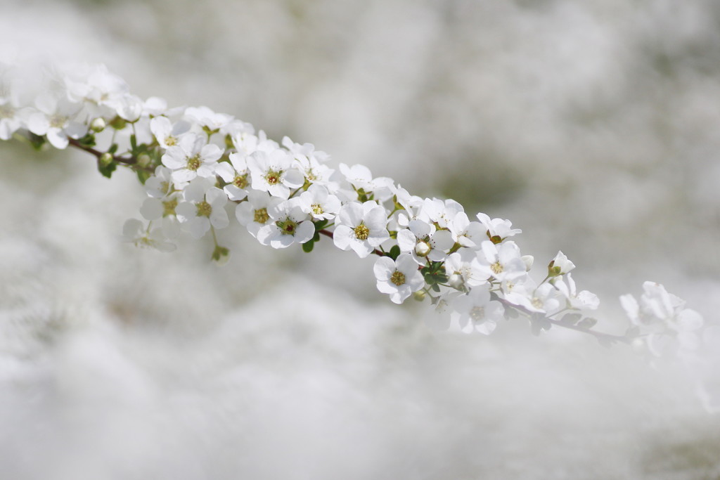 雪柳