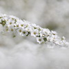 雪柳