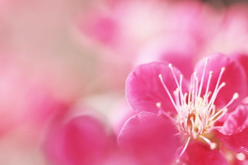 梅