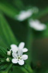 万葉の花「むらさき」