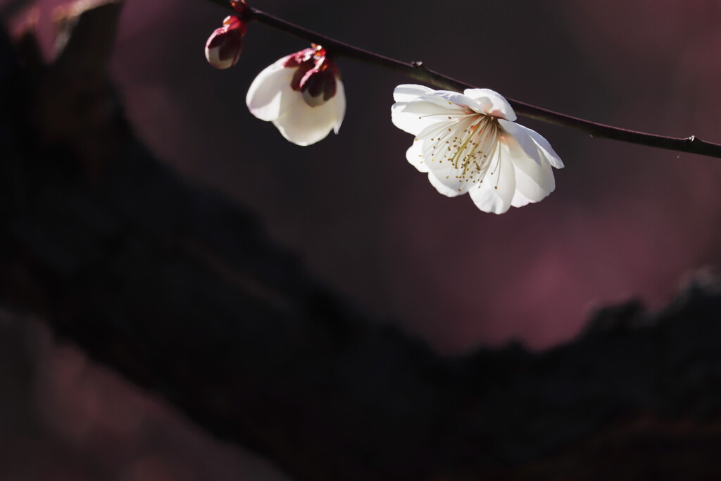 梅