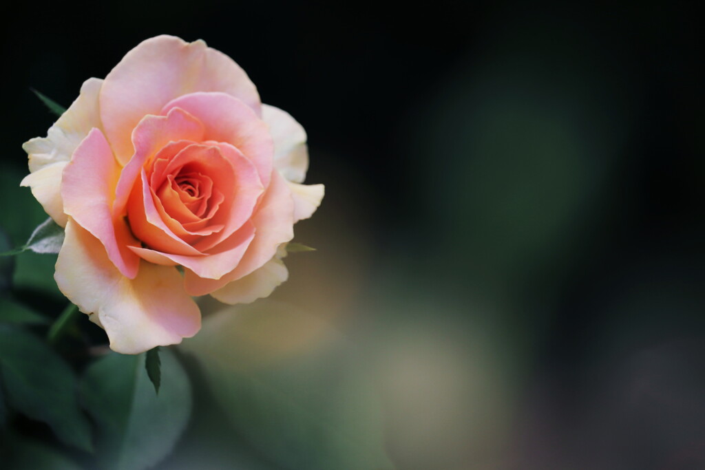 夏の薔薇
