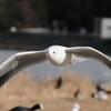 ユリカモメ