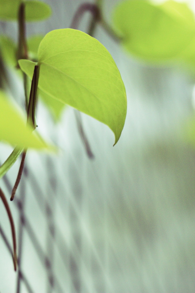 Pothos