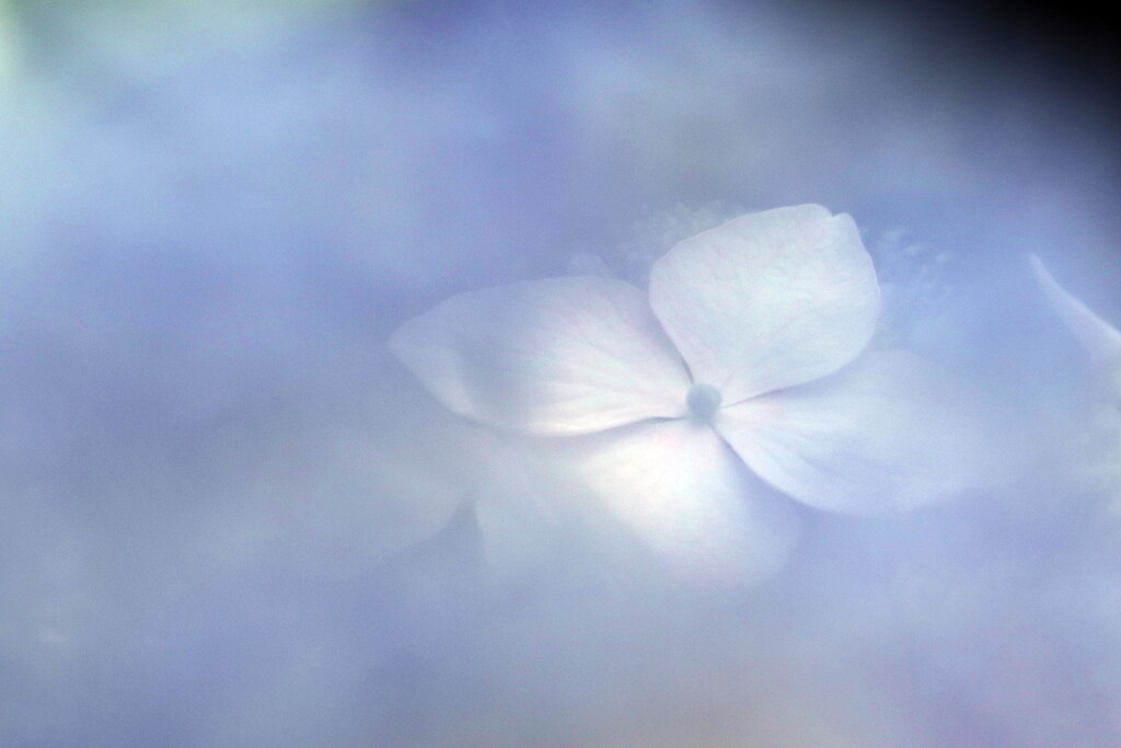 紫陽花