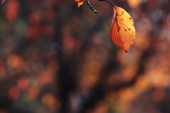 autumn leaf