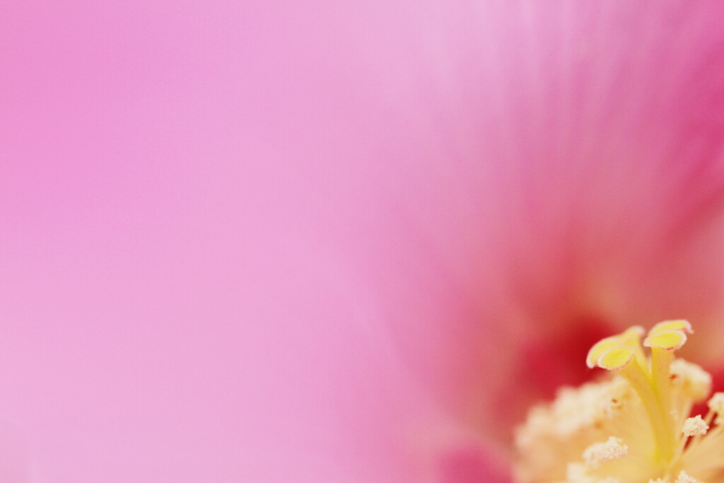 芙蓉