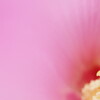 芙蓉