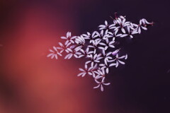 栴檀散花