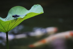 蓮池蜻蛉