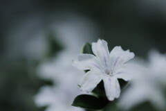 白丁花