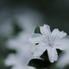 白丁花