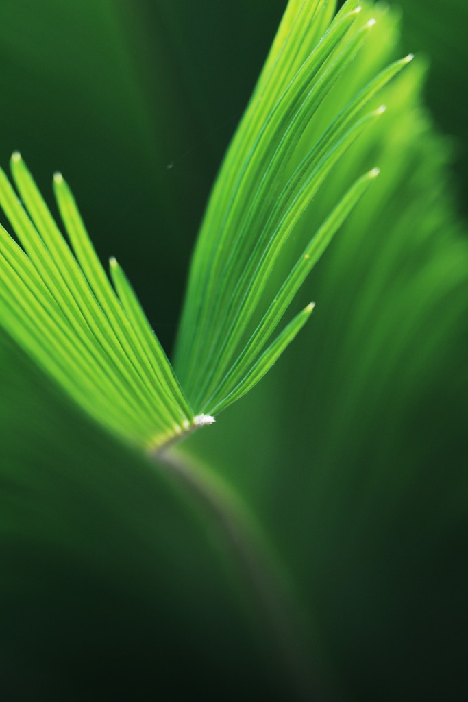 leaf