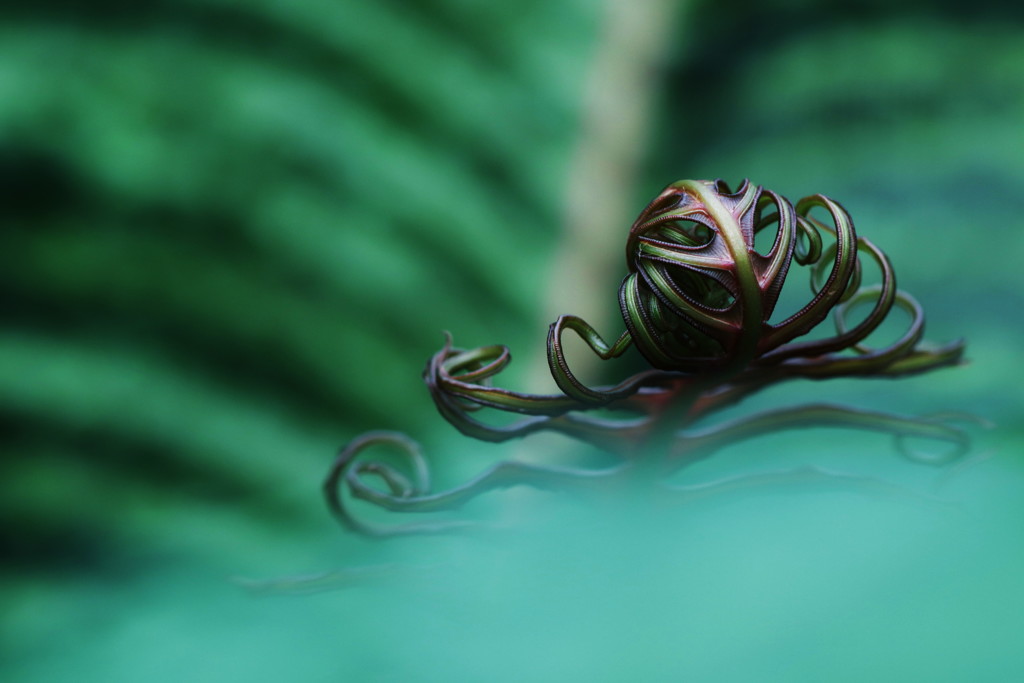 leaf