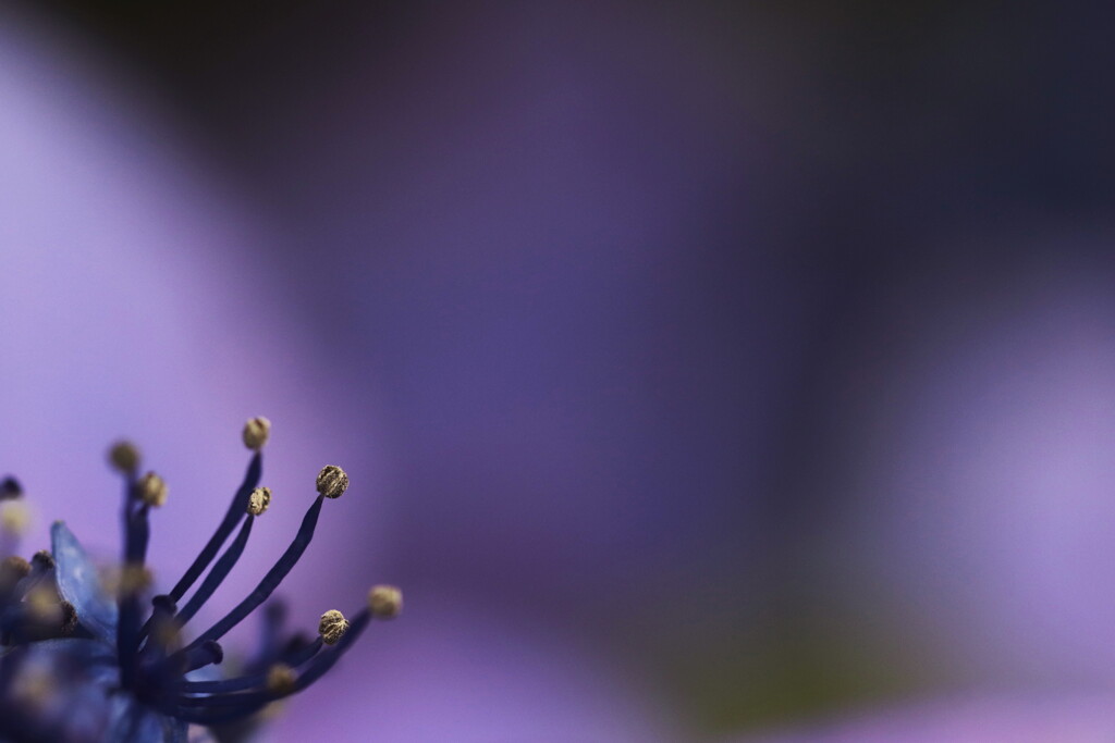 紫陽花