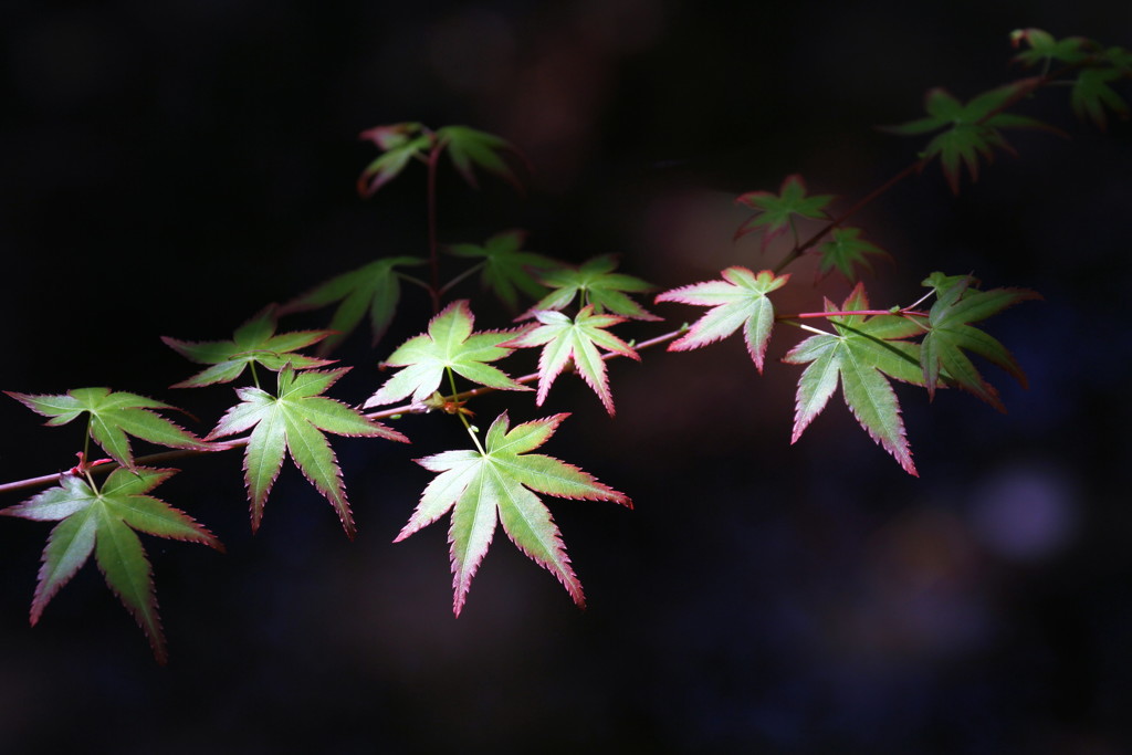 春椛