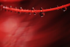 Drops