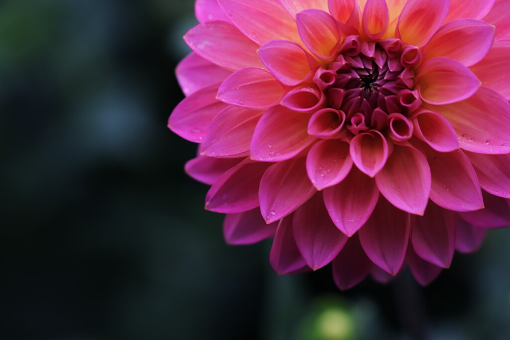 dahlia