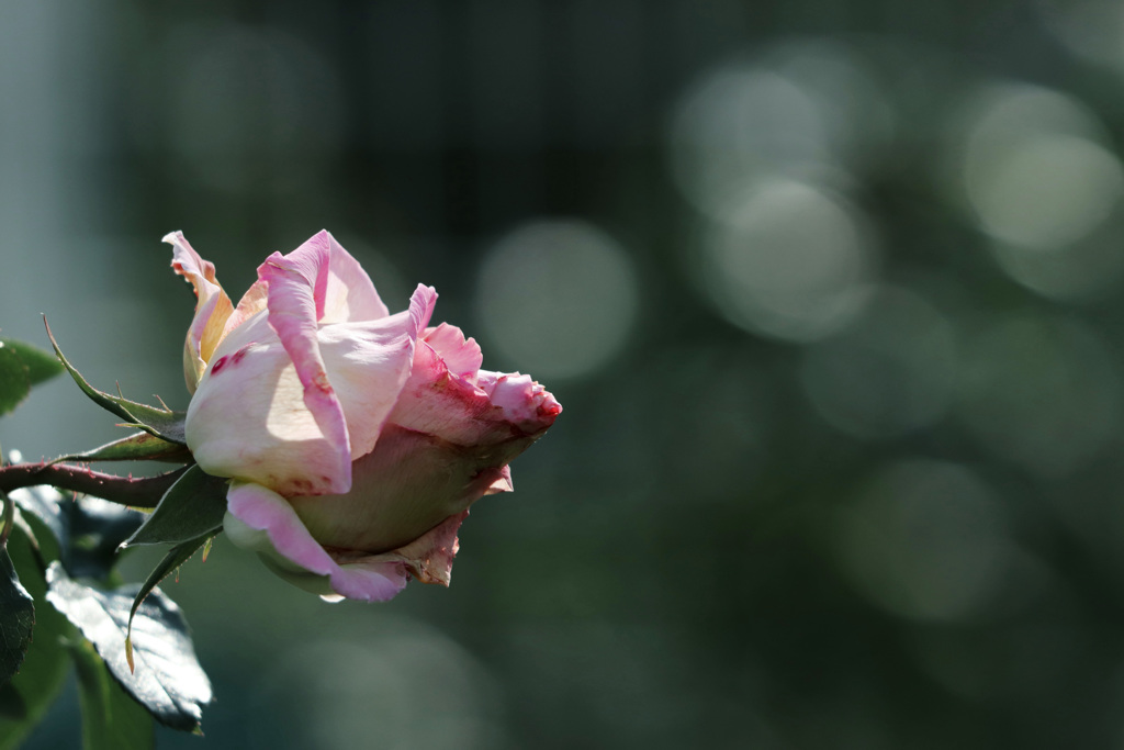 残花
