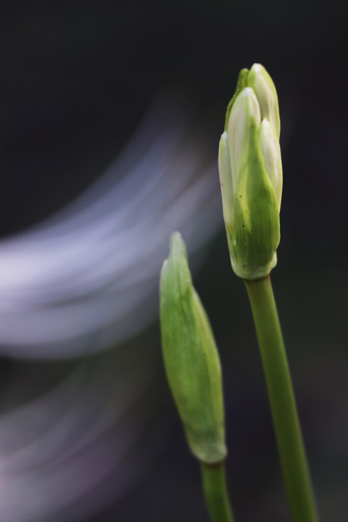 白花曼珠沙華