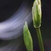 白花曼珠沙華