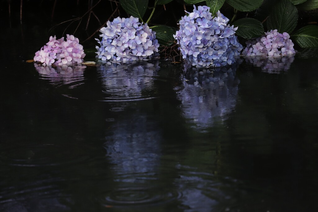 紫陽花