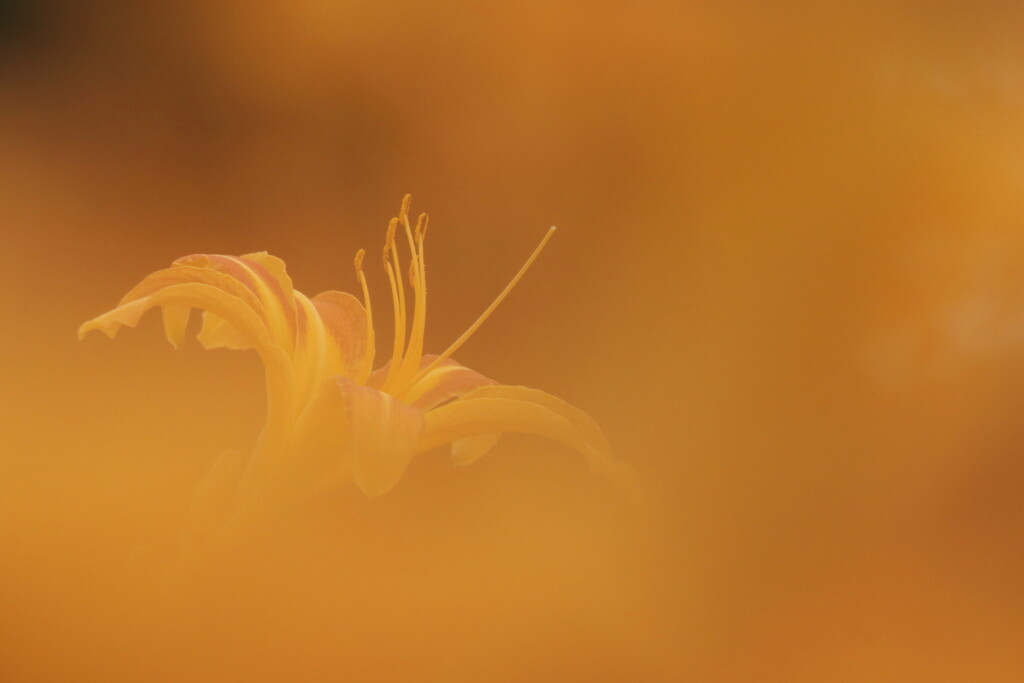 hemerocallis