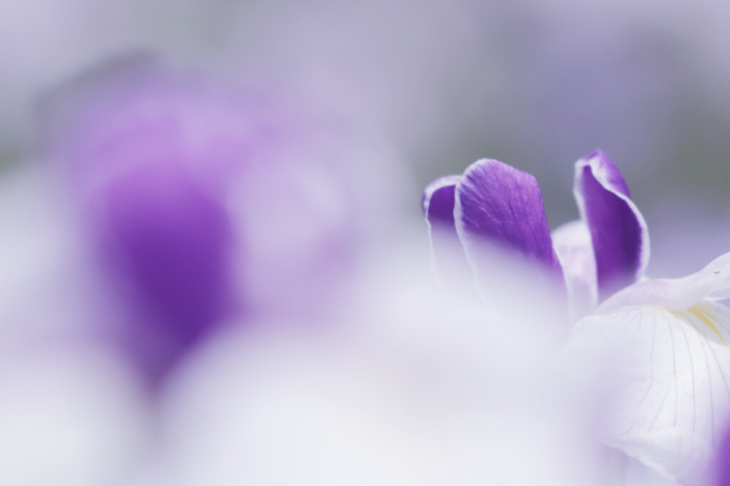 花菖蒲