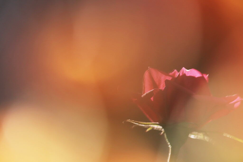 薔薇　冬の残り花