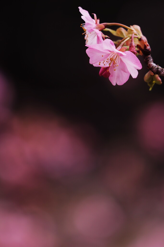 河津桜