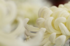 菊
